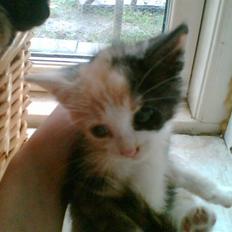 Huskat Cleo