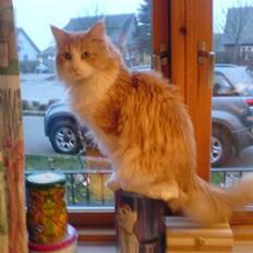 Maine Coon Garfield