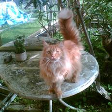 Maine Coon Ivalde