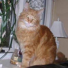 Maine Coon Savehearts Felix