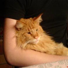 Maine Coon Savehearts Felix
