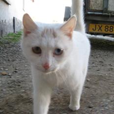 Blanding af racer wonder