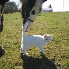 Blanding af racer wonder