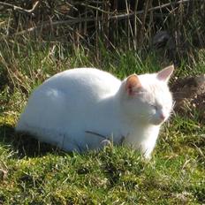 Blanding af racer wonder