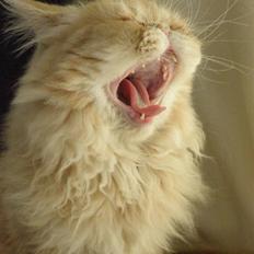 Perser Nasada's Bailey