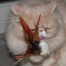 Perser Nasada's Bailey