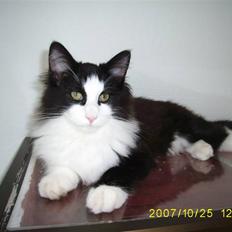 Norsk Skovkat Mikkel