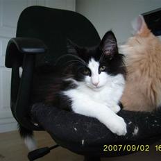 Norsk Skovkat Mikkel