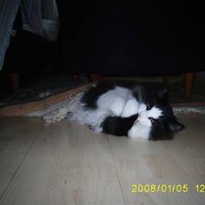 Norsk Skovkat Mikkel