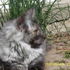 Norsk Skovkat Dk Mazjan's Jamilla 