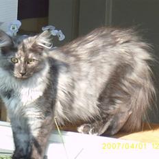 Norsk Skovkat Dk Mazjan's Jamilla 