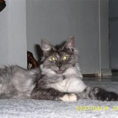 Norsk Skovkat Dk Mazjan's Jamilla 