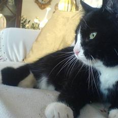 Blanding af racer Feline