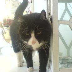 Blanding af racer Feline