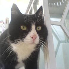 Blanding af racer Feline