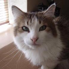 Norsk Skovkat Freya R.I.P