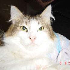 Norsk Skovkat Freya R.I.P