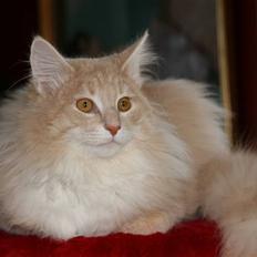 Norsk Skovkat luckey