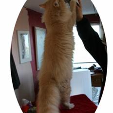 Norsk Skovkat luckey