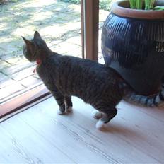 Blanding af racer miw