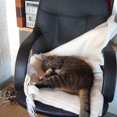 Blanding af racer miw