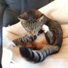 Blanding af racer miw