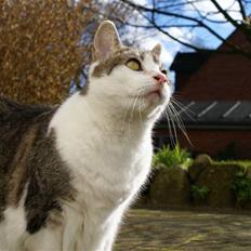 Blanding af racer Perle 