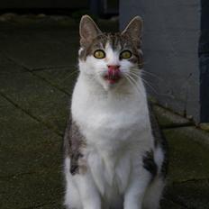 Blanding af racer Perle 