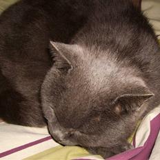 Chartreux Filur R.I.P.