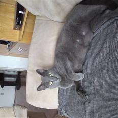 Russian Blue OSKAR