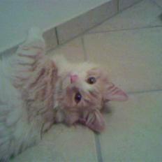 Norsk Skovkat Cormaths Junni 