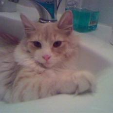 Norsk Skovkat Cormaths Junni 