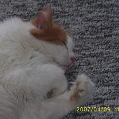 Blanding af racer Bailey