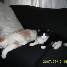 Blanding af racer Bailey