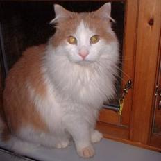 Blanding af racer Bailey