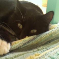 Huskat Futte - bror til manse