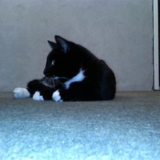 Huskat Futte - bror til manse