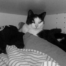 Huskat Manse - Bror til futte