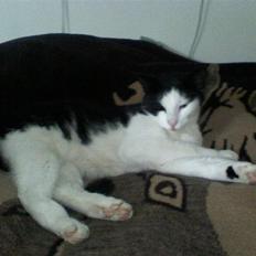 Huskat Manse - Bror til futte