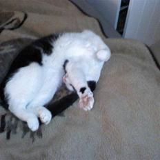 Huskat Manse - Bror til futte