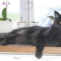 Maine Coon Fjembeboen´s World Winner