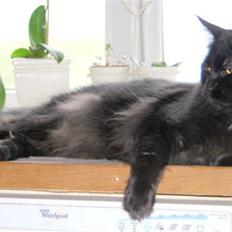 Maine Coon Fjembeboen´s World Winner