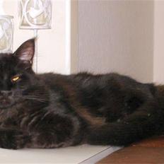 Maine Coon Fjembeboen´s World Winner