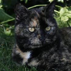 Blanding af racer Luna <3