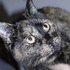 Blanding af racer Luna <3