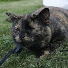 Blanding af racer Luna <3