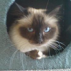 Hellig Birma Josefine *død* R.I.P.