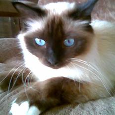 Hellig Birma Josefine *død* R.I.P.