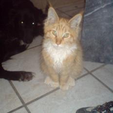 Maine Coon vingsted`s G-star