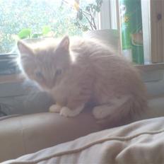 Maine Coon vingsted`s G-star